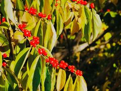 -春晖园度假酒店温泉