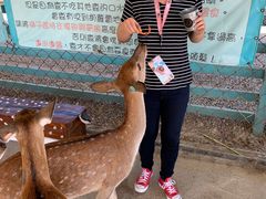 -鹿境梅花鹿生态园区