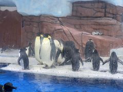 -海合安成都极地海洋公园