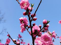 -上海滨江森林公园