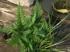 -植觉