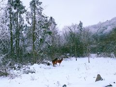 -武陵山森林公园