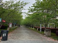 -高东镇樱花园