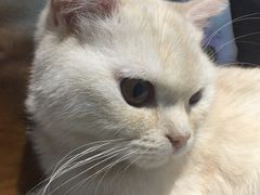 -喵的天空名猫咖啡馆·撸猫·猫舍·用品