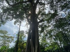 -瑞丽独树成林风景区