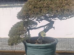 -水绘园