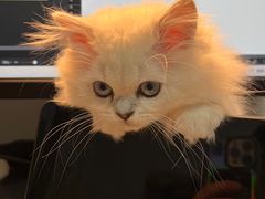 -喵zoo家庭繁育猫舍(尖东智能花园店)