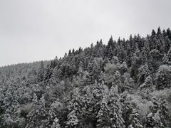 -武陵山森林公园