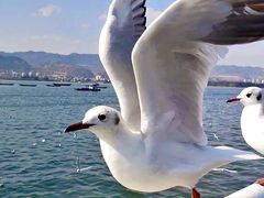 -海埂大坝