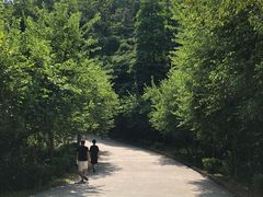 -广州市帽峰山景区