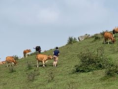 -大姆山草场
