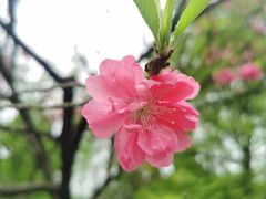 -杭州植物园