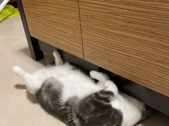 -藤原肠粉店