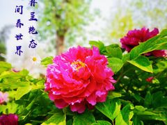 -天津水上公园