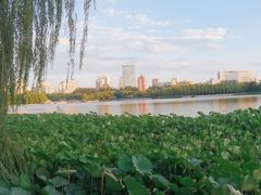 -莲花池公园