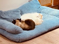 -有猫主题·治愈系猫咖(曾厝垵店)