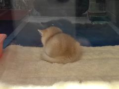-FAELING PETS美天灵宠物(富力广场店)