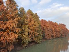 -上海海湾国家森林公园