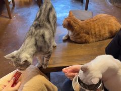 -猫猫幼稚园·撸猫·桌游·电玩