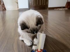 -瑞派福兴宠物医院犬猫全科·骨科·中西医结合(河东店)