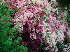 -深圳国际园林花卉博览园