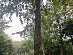 -罗妈砂锅(四川成都奎星楼店)