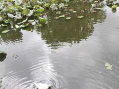 -翠湖公园