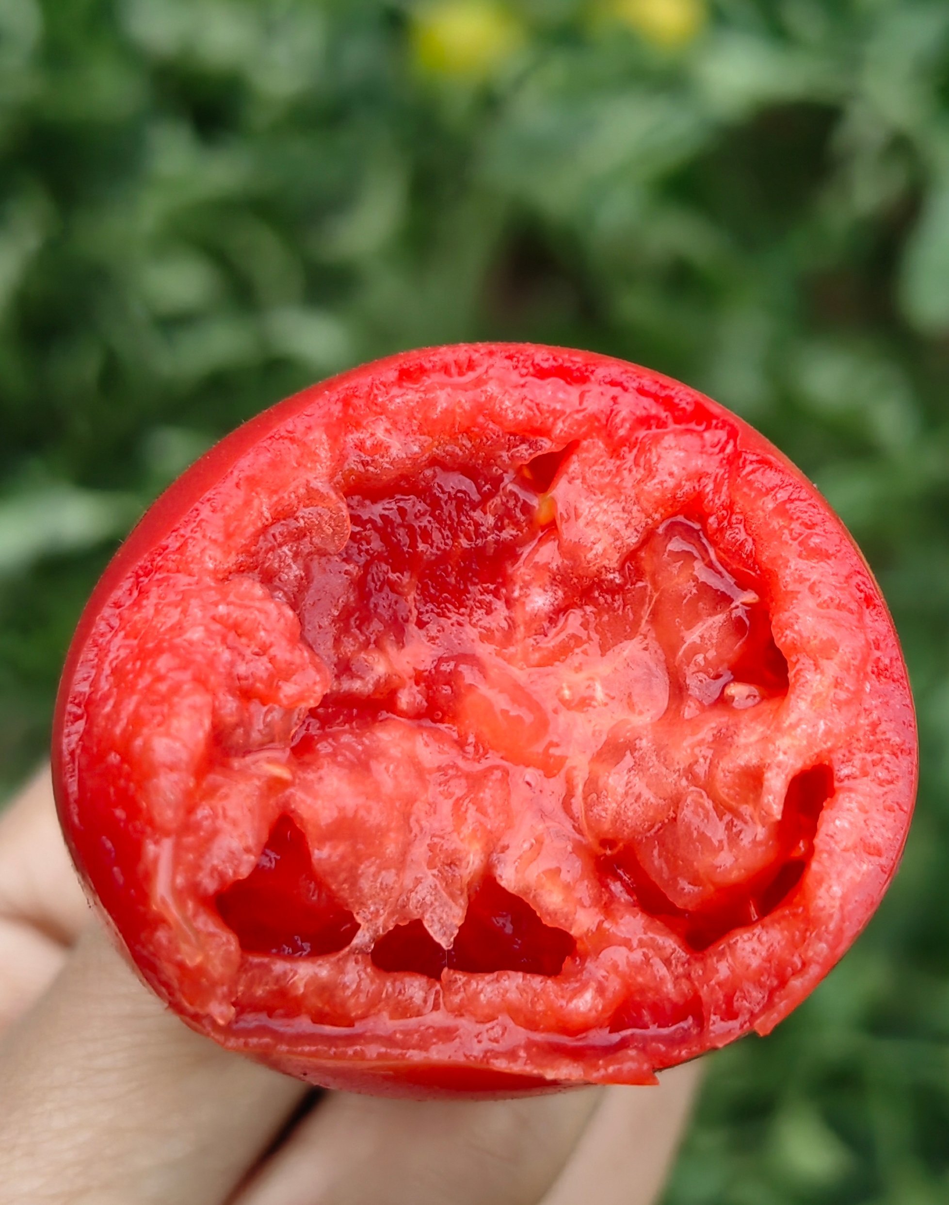 西红柿摄影构图教程图，一分钟就会