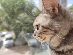 -CAT’S MEWSTAR CAFE·喵星球猫屋(晴湾咖啡店)