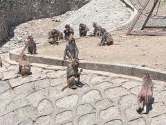 -哈尔滨北方森林动物园