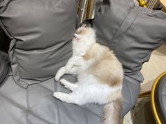 -藏猫猫咖啡主题馆(中央大道店)