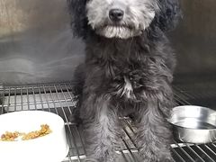 -爱侣宠医·鹦鹉专科·小型哺乳类·异宠专科(灵石路店)