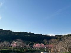 -苏州上方山国家森林公园