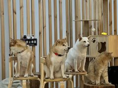-柴迷FANS CLUB·柴犬狗咖·猫咖