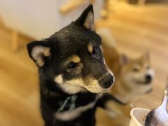 -柴犬小屋·柴餐厅·狗咖食堂(金鼎广场店)