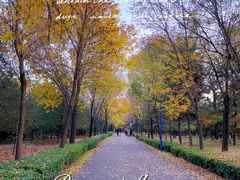 -森林公园(尖草坪区)