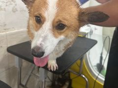 -暖阳宠物医院·犬猫康复中心·骨科