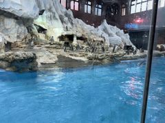 -帝企鹅自助餐厅•儿童岛•真企鹅(长隆企鹅酒店)