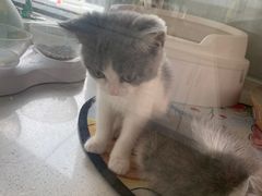 -糯米喵星人总部直营旗舰店·猫舍·幼猫出售
