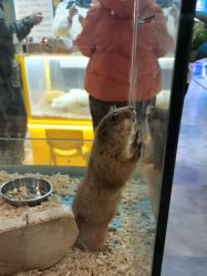 点击看大图 -神奇动物撸宠馆·羊驼·小浣熊·异宠(豫园店)