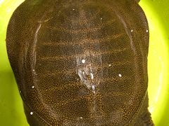 -马王堆海鲜水产市场