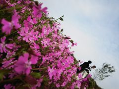 -花开海上生态园