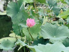 -荷塘月色湿地公园·向阳花洲