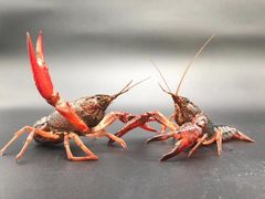 -鹅村长(江中店)