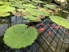 -国家植物园南园