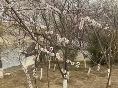 -桃花堤公园