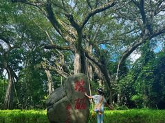 -瑞丽独树成林风景区