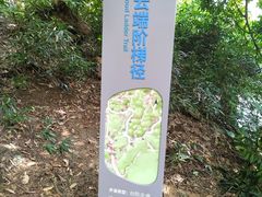 -火炉山森林公园