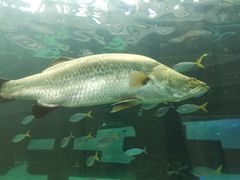 -悉尼海洋生物水族馆