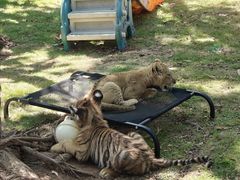 -西霞口神雕山野生动物世界